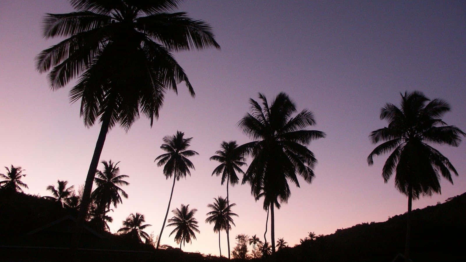 Einfriedlicher Ästhetischer Blick Auf Eine Tropische Insel Mit Einem Wunderschönen Palmbaum Im Vordergrund. Wallpaper