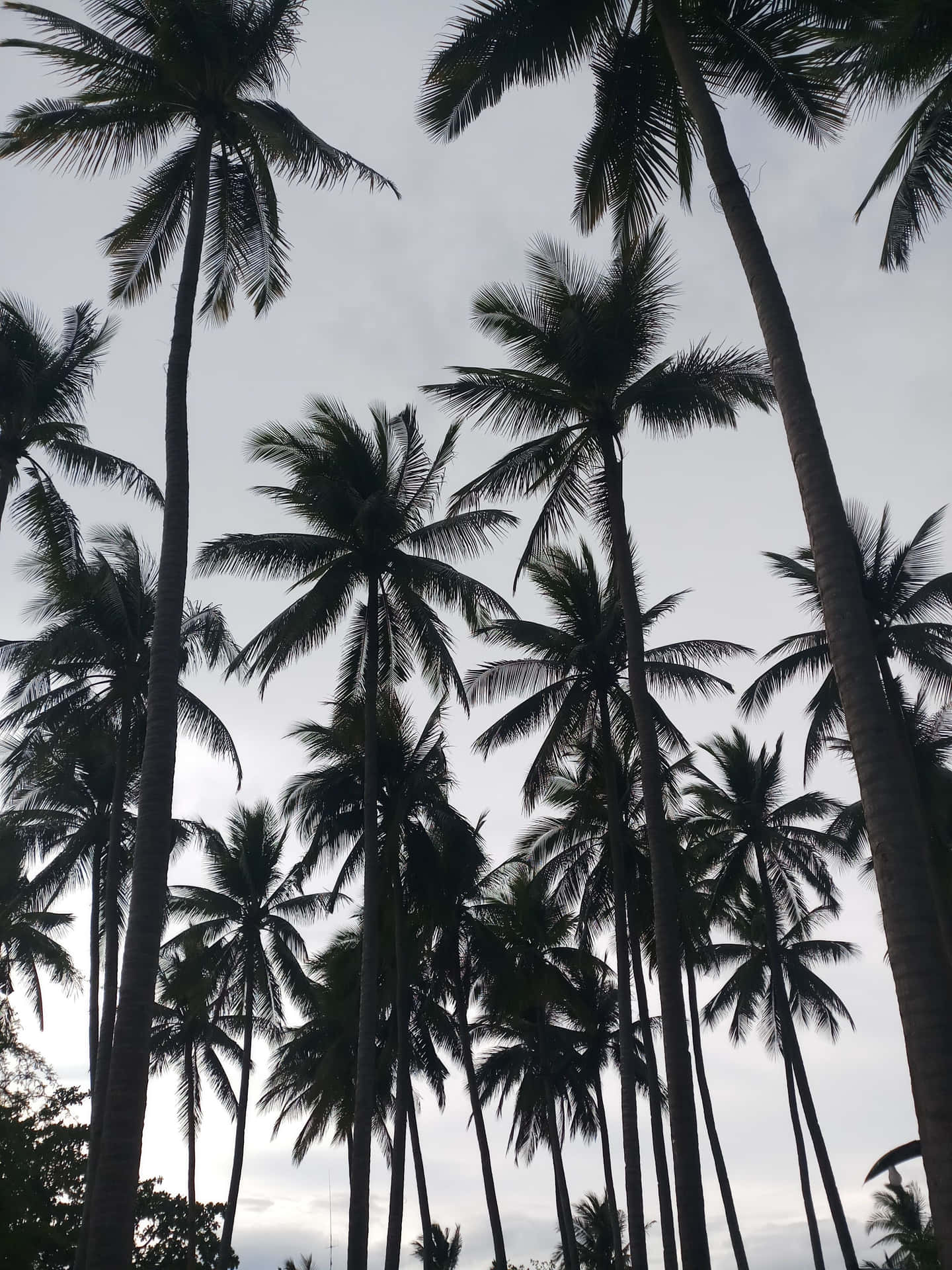 Eineeinzelne Palme Sticht Mit Ihrer Schönheit Gegen Einen Goldenen Sonnenuntergang Über Dem Strand Hervor. Wallpaper