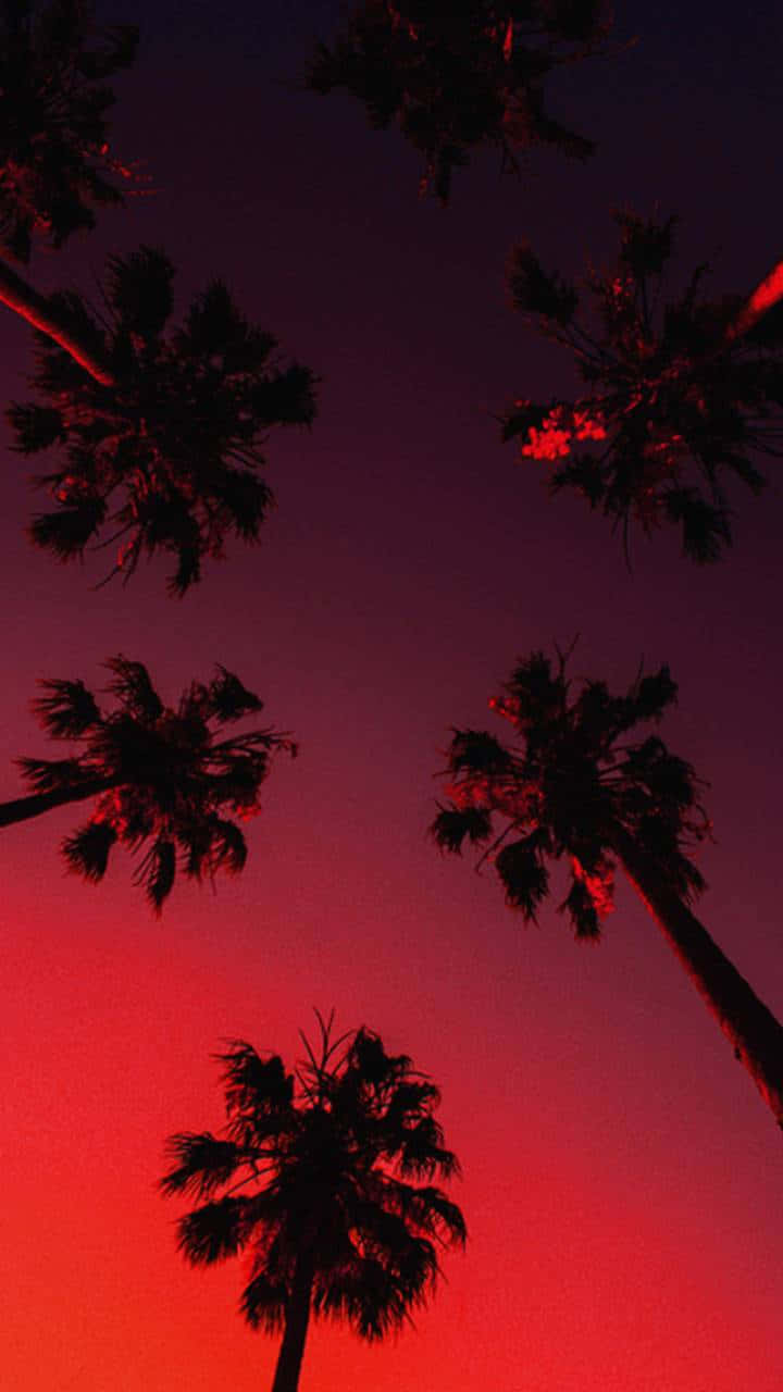 Alberidi Palma Estetici Con Cielo Rosso Scuro. Sfondo