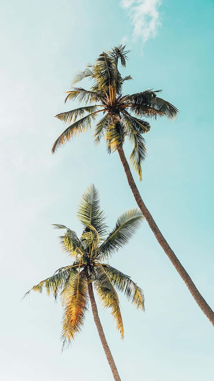 Aesthetic Palm Trees Pastel Blue Sky Wallpaper