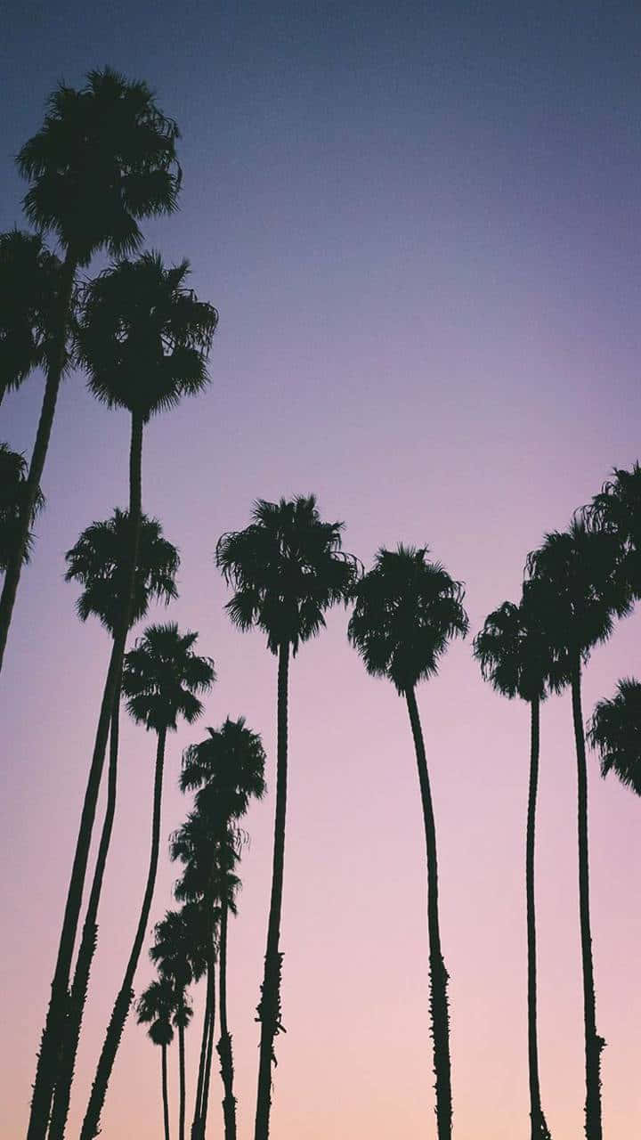 Download Aesthetic Palm Trees Purple Sky Wallpaper | Wallpapers.com