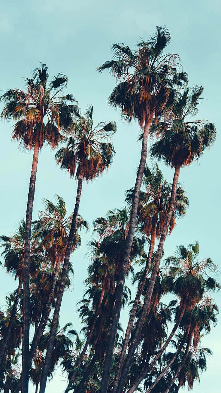 Æstetisk Palm Træer Himmel Blå Wallpaper
