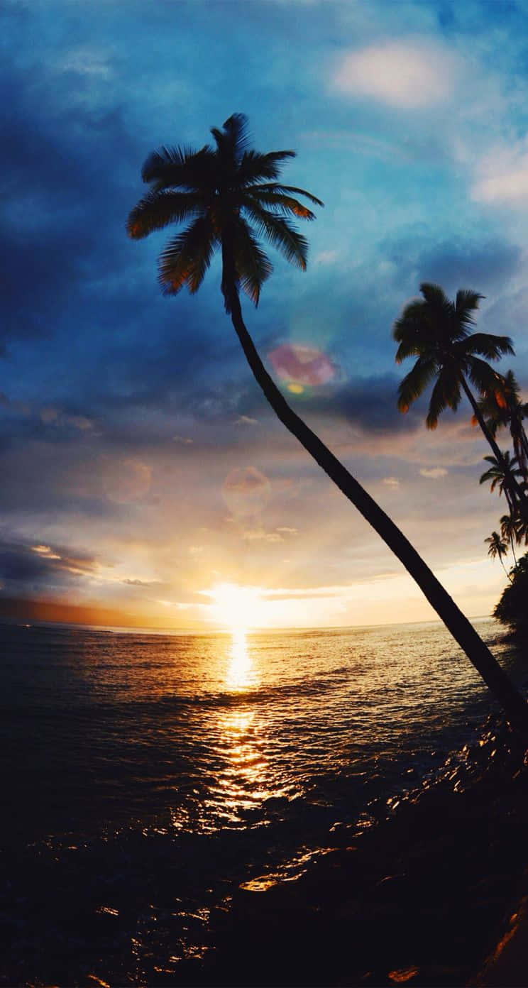 Download Aesthetic Palm Trees Sunset Wallpaper | Wallpapers.com