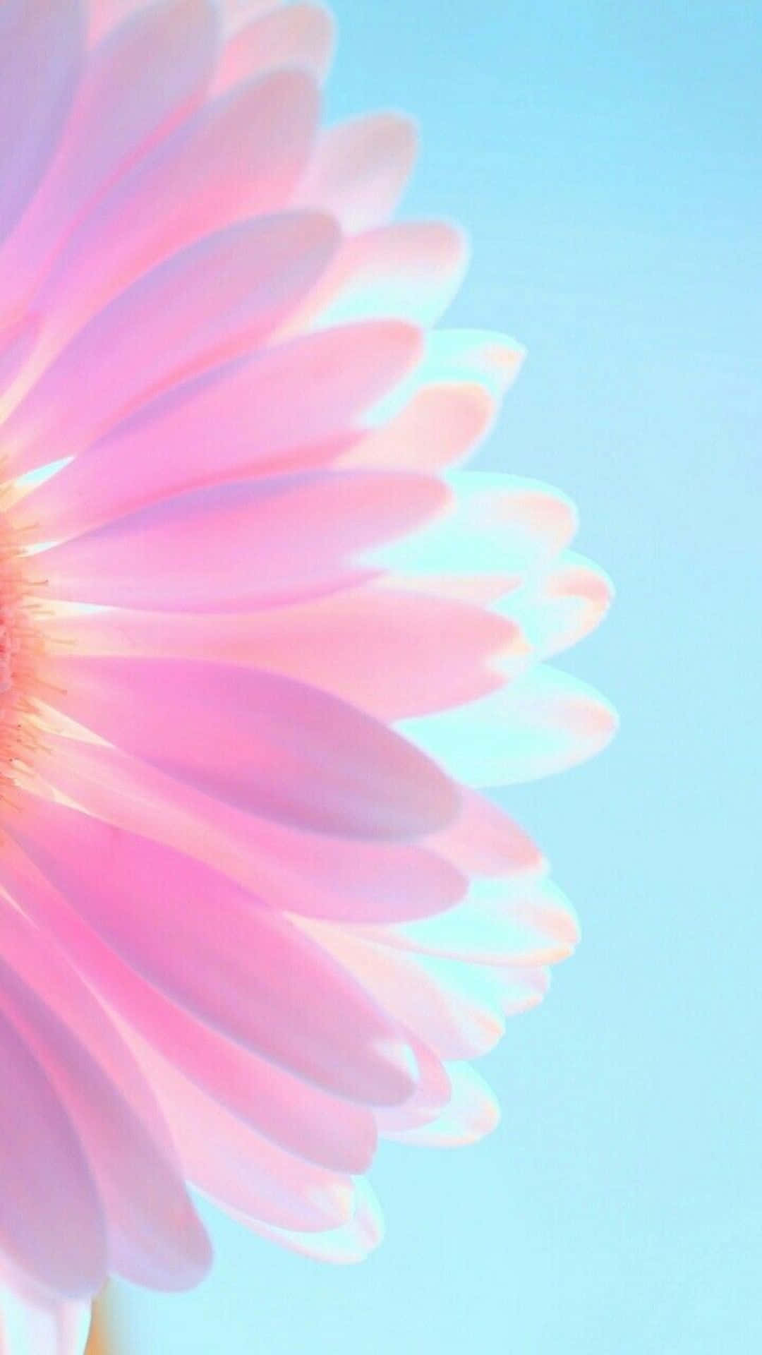 Aesthetic Pastel Pink Daisy Background