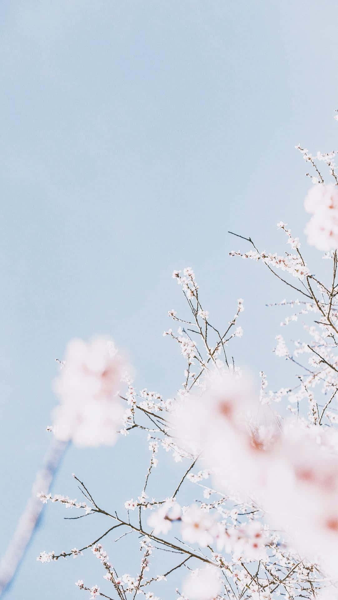 Aesthetic Pastel White Cherry Blossom Background