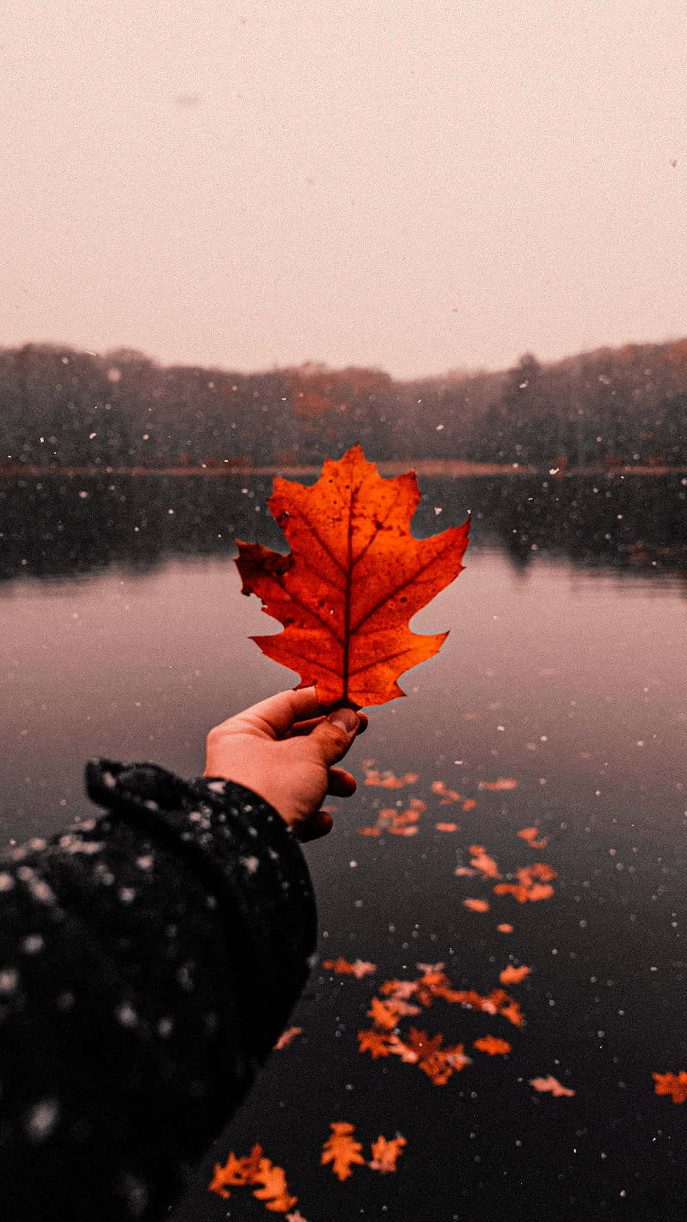 Aesthetic Maple Leaf Pictures