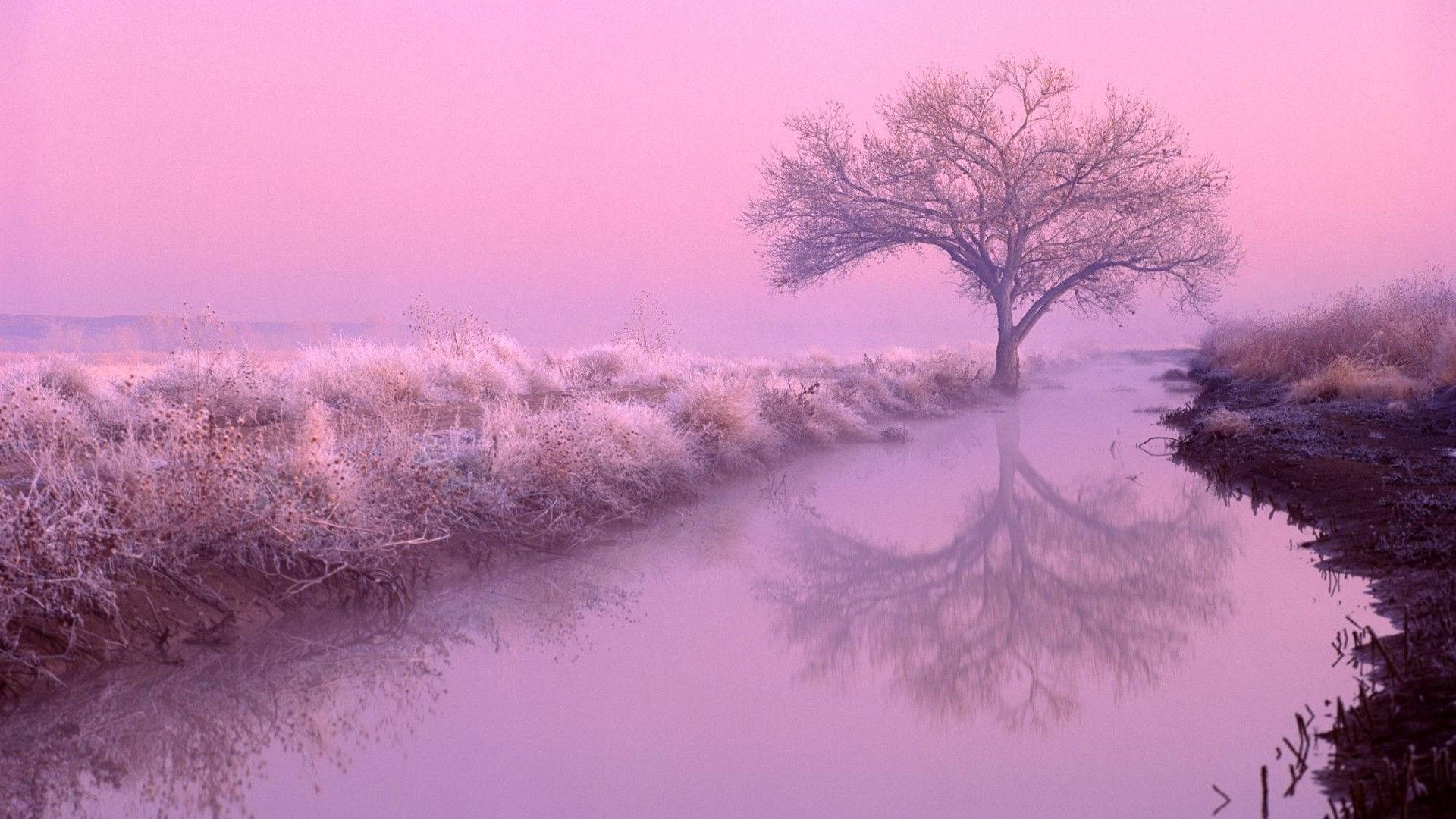 Aesthetic Pink Desktop River And Tree