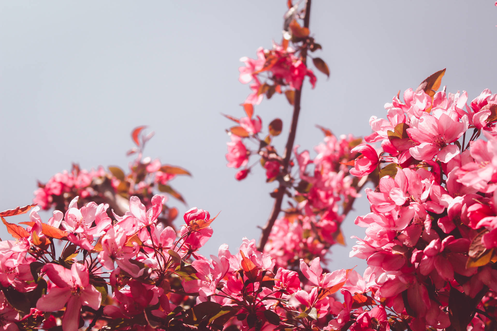 Aesthetic Pink Flowers Background
