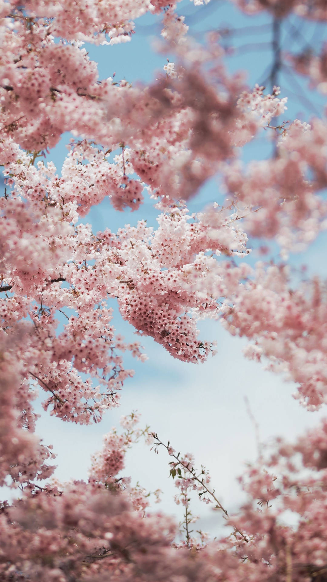 Aesthetic Pink Iphone Cherry Blossom Branches Wallpaper
