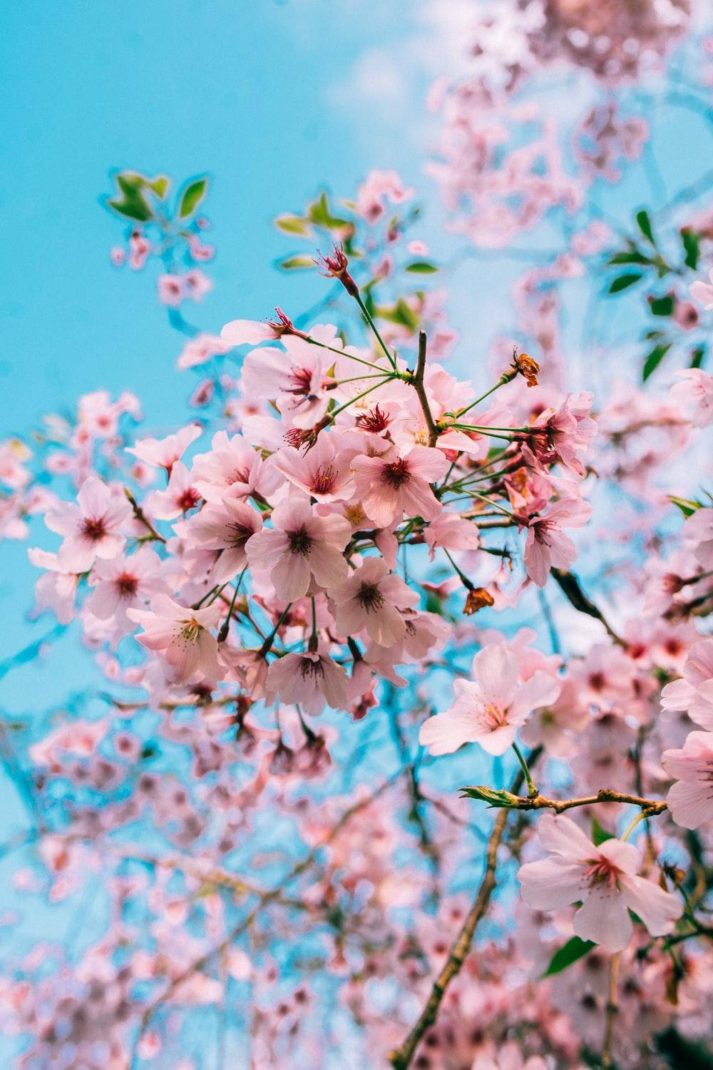 Aesthetic Pink Iphone Cherry Blossom Flowers