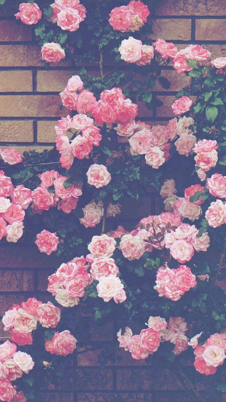 Aesthetic Pink Iphone Roses On Wall