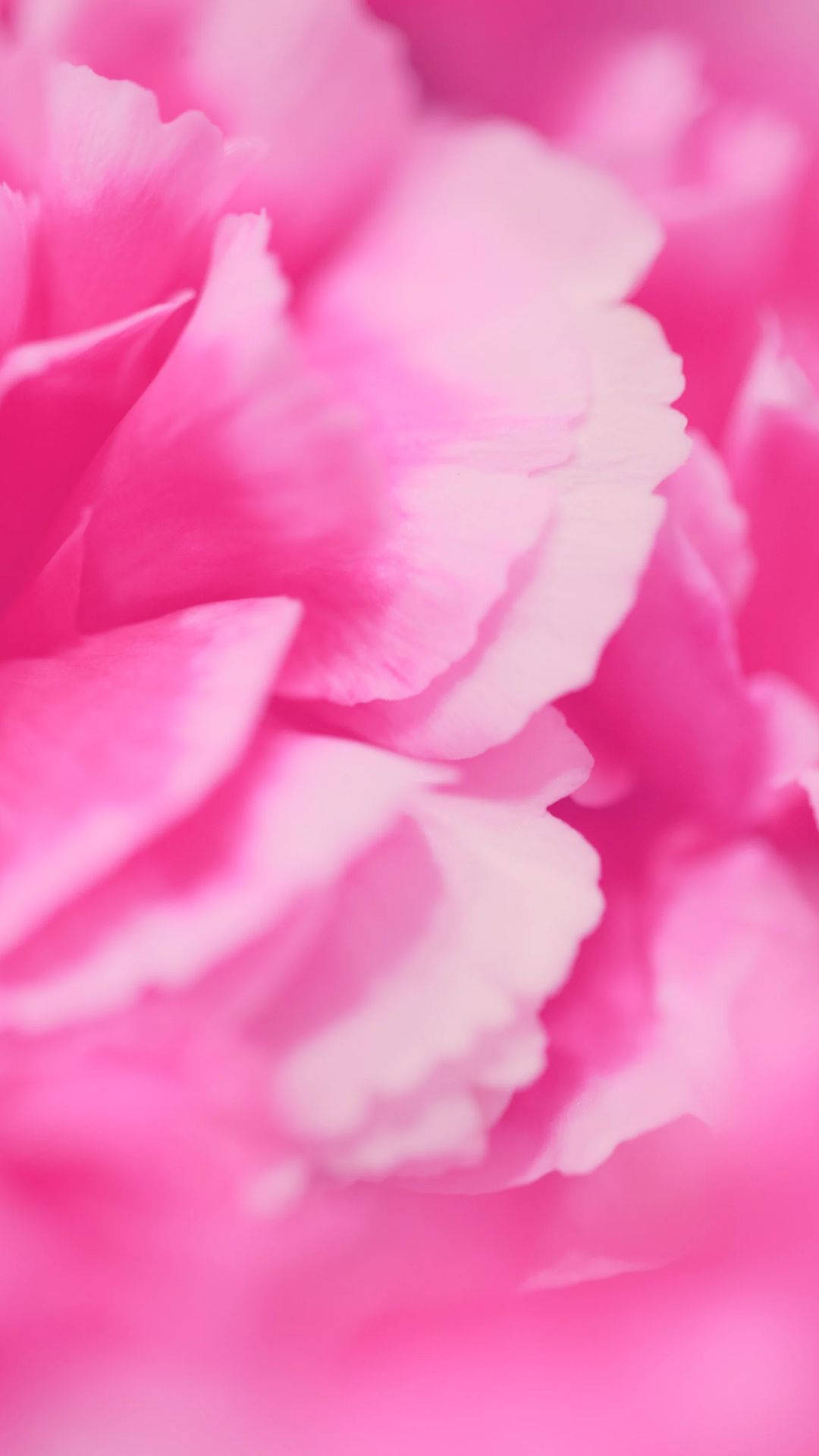 Aesthetic Pink Petals Picture