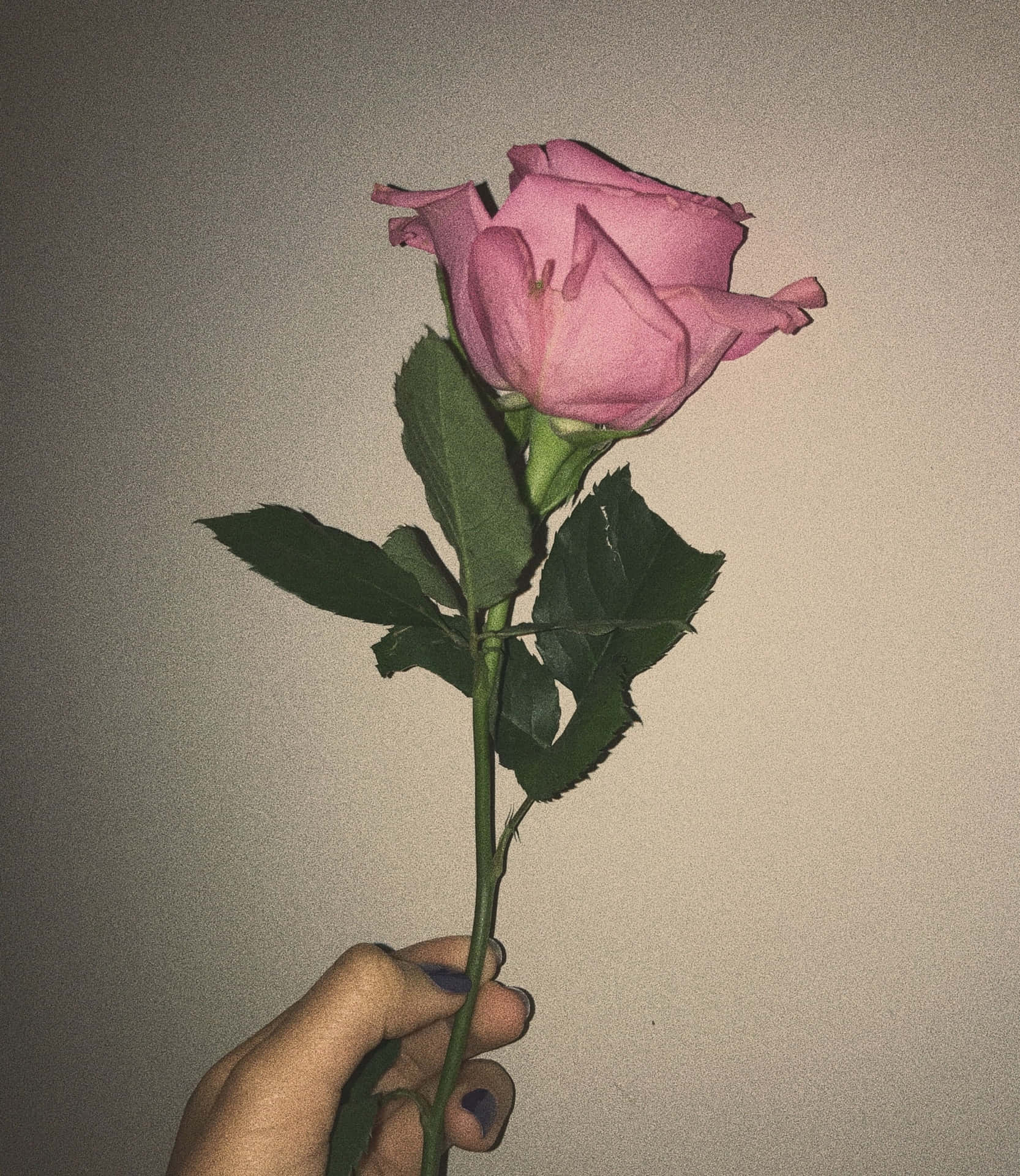 Förmedlaskönheten Och Elegansen Hos Estetiskt Rosa