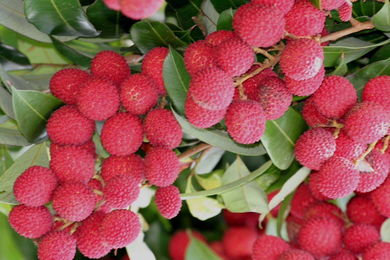Aesthetic Pink Red Lychee Fruits Wallpaper