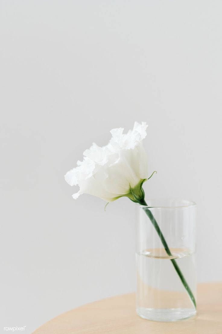 Aesthetic Plain White Flower Glass Wallpaper