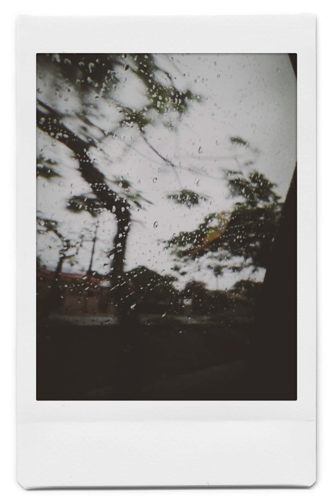 A Polaroid With A Tree In The Background