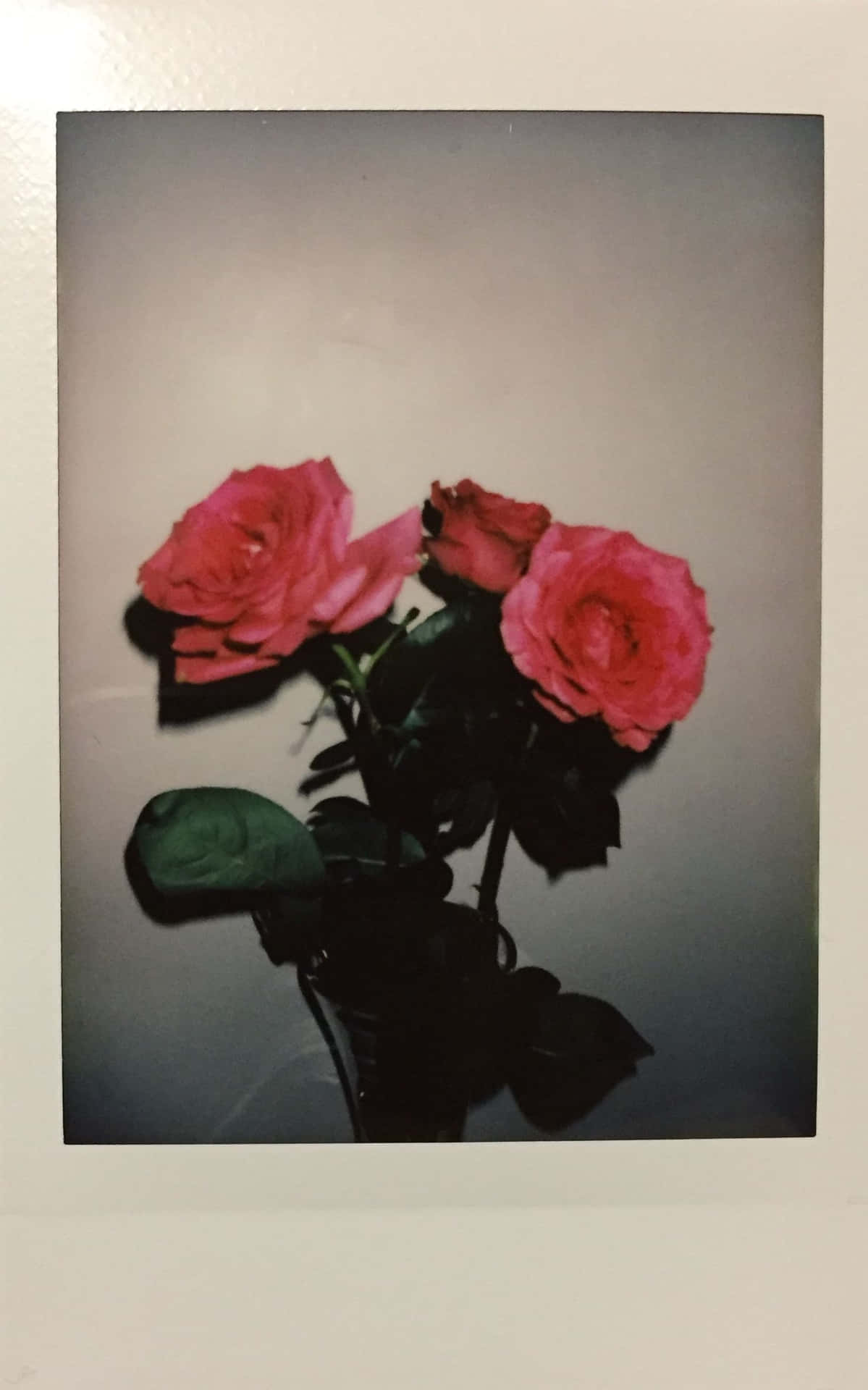 Inspired by vintage looks, this Aesthetic Polaroid captures the timeless beauty of yesteryear.