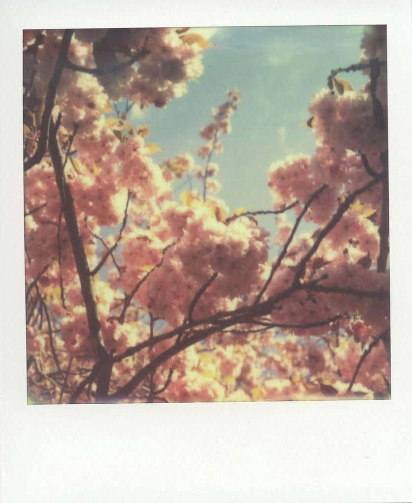 Capturing the beauty of life with Polaroid
