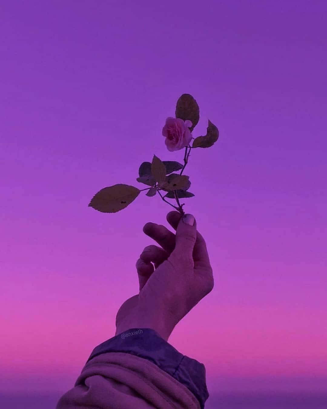 A Hand Holding A Flower In Front Of A Purple Sky Wallpaper