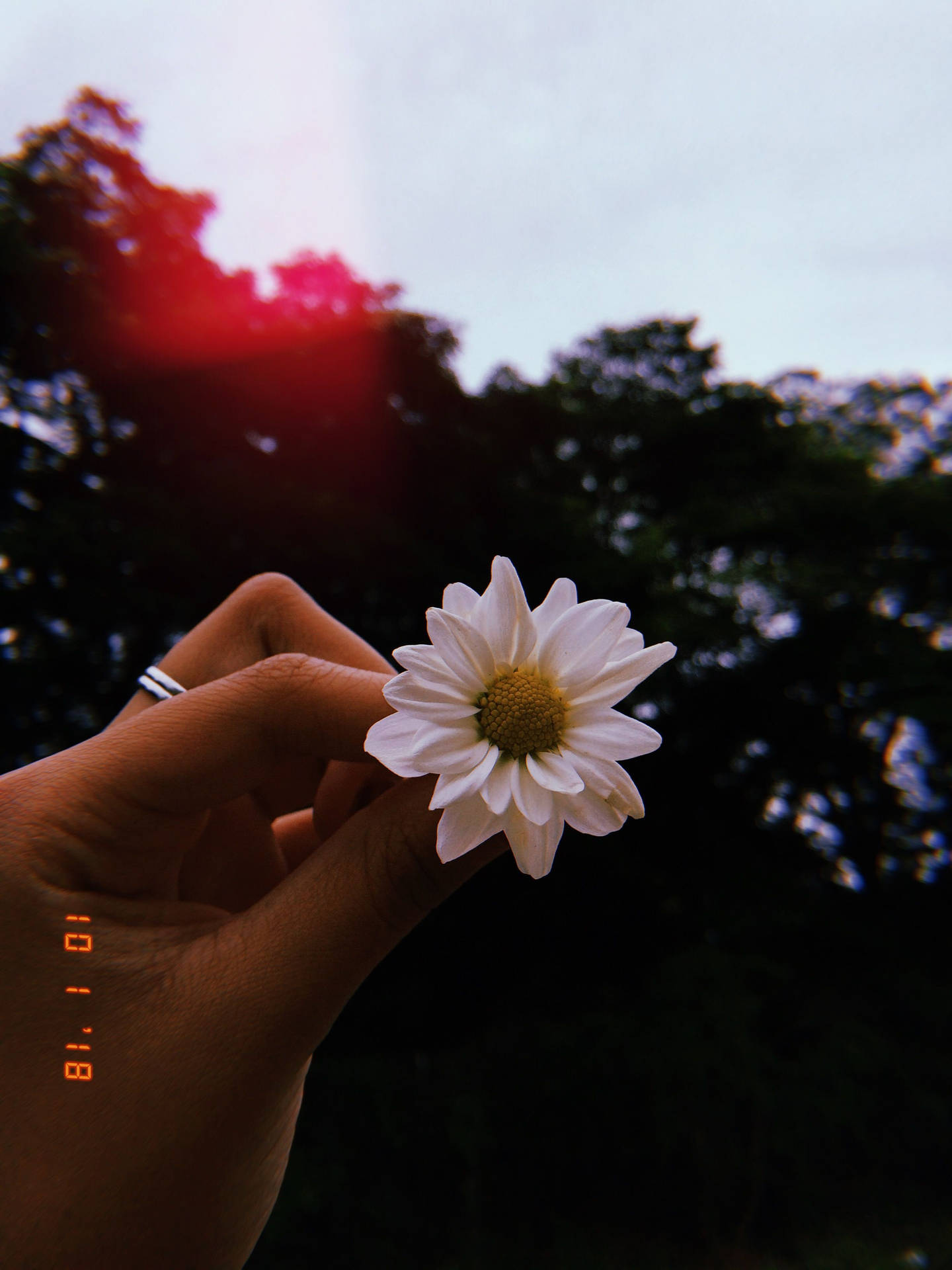Aesthetic Profile Picture White Flower Background