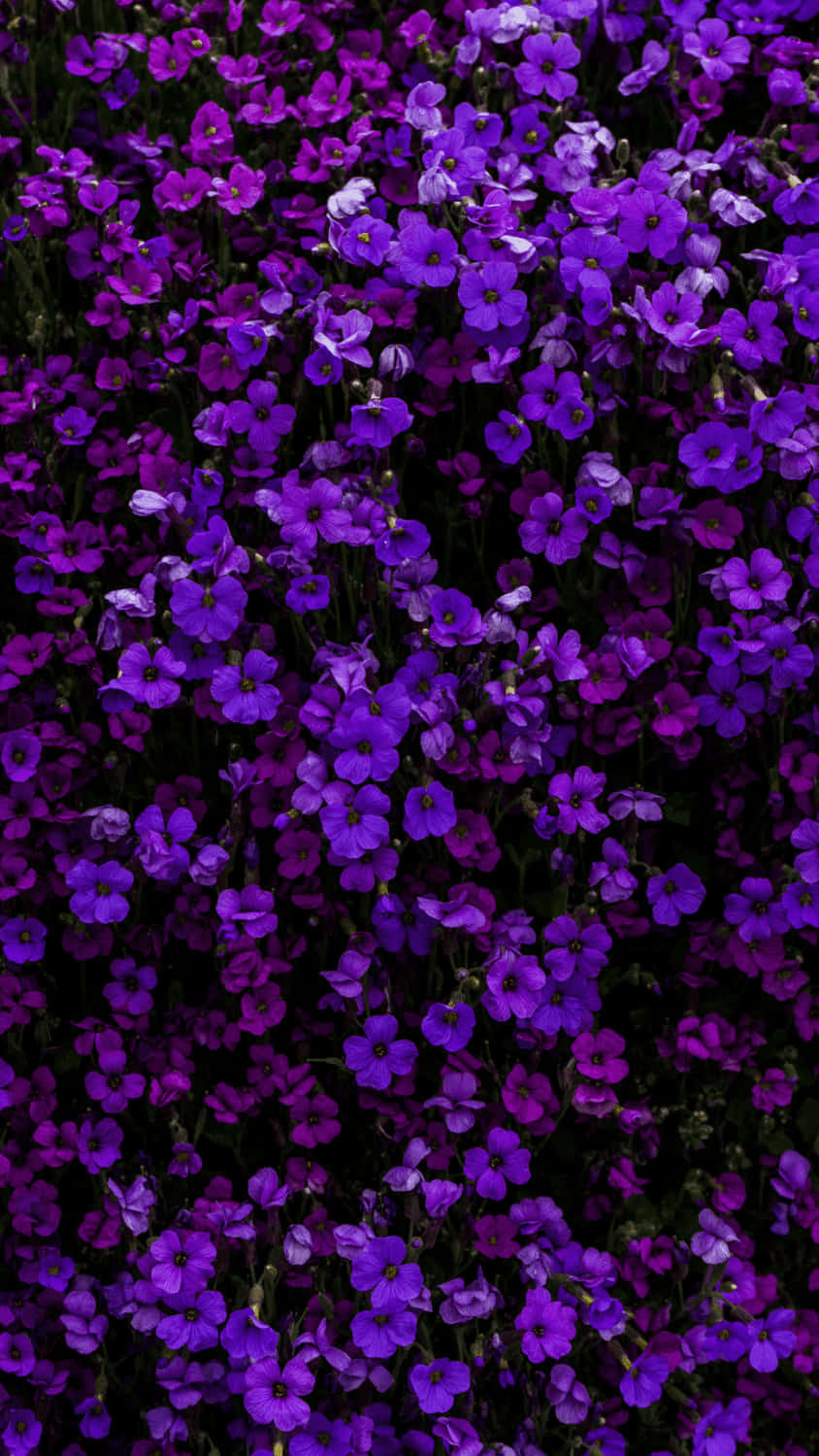 Beautiful Petaled Flowers Aesthetic Purple Background