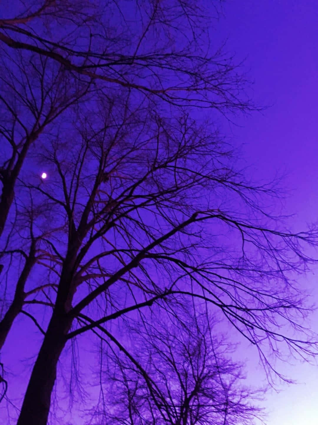 Aesthetic Purple Leafless Trees Low Angle Shot Background