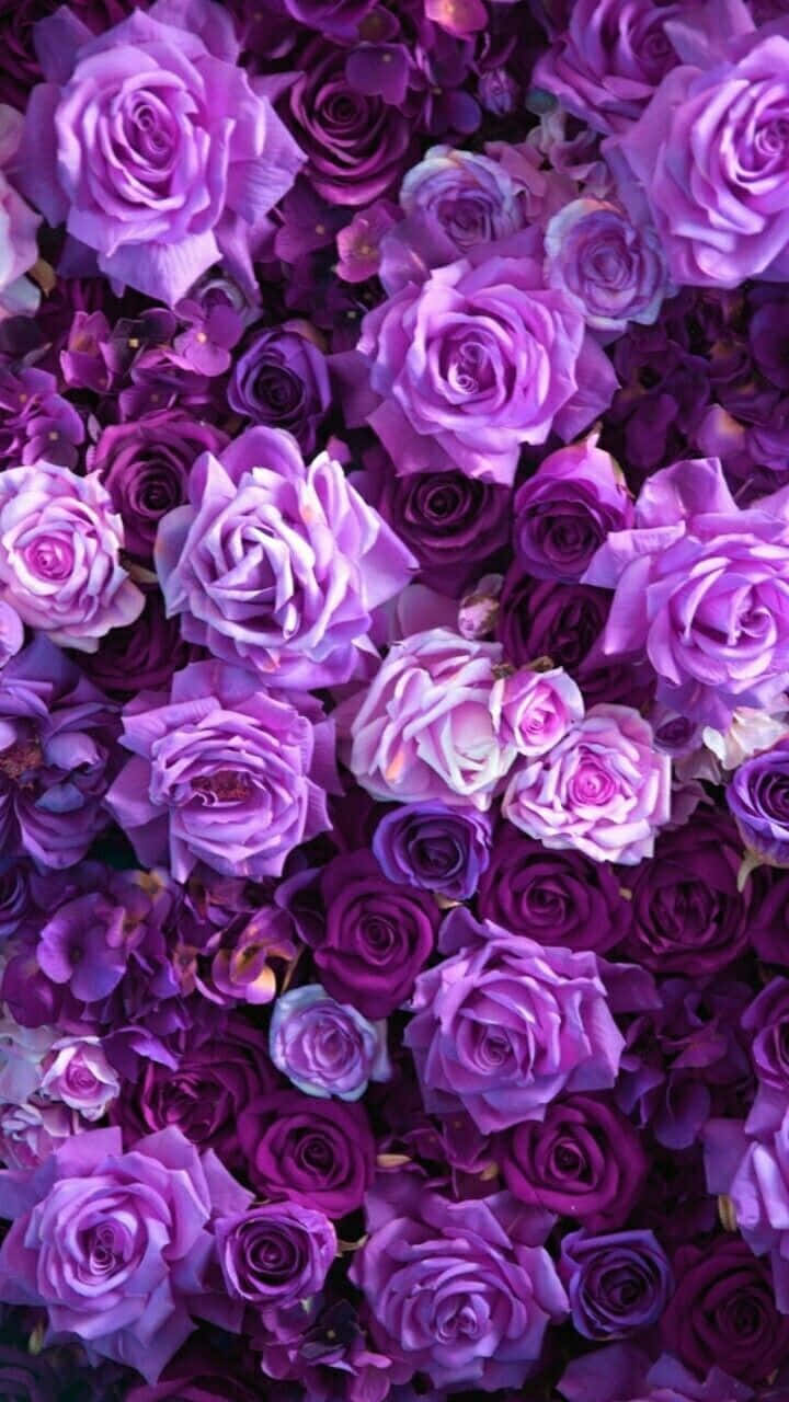 Dozens Aesthetic Purple Roses Background