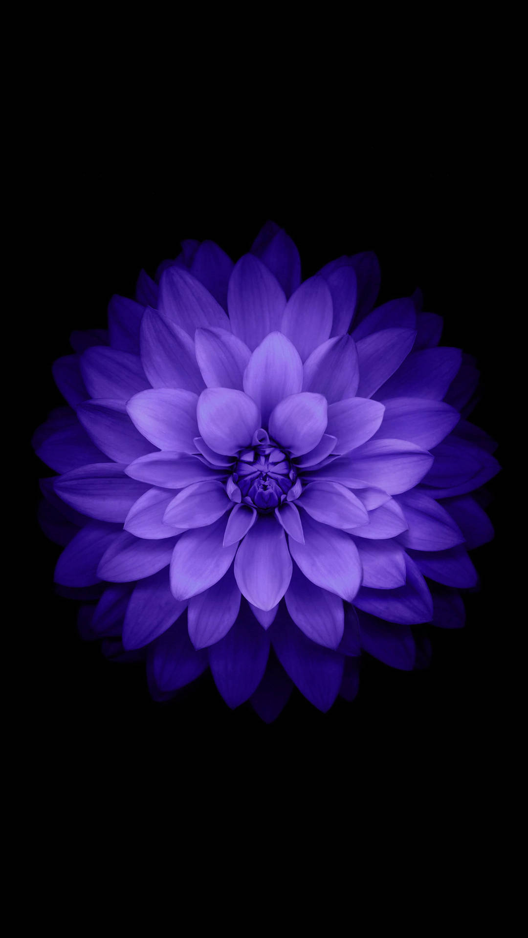 Fondode Pantalla Móvil De Flores Violetas Estéticas De Dalia. Fondo de pantalla