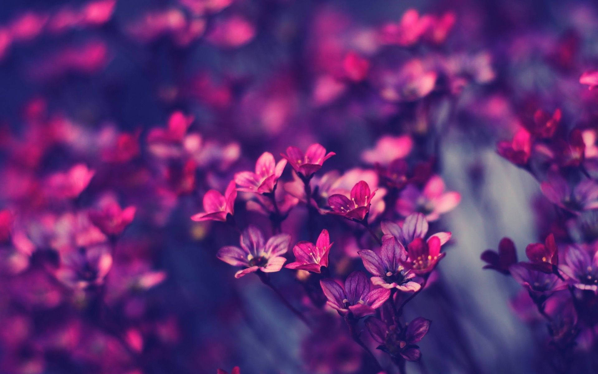 A Close Up Of Purple Flowers In A Dark Background Wallpaper