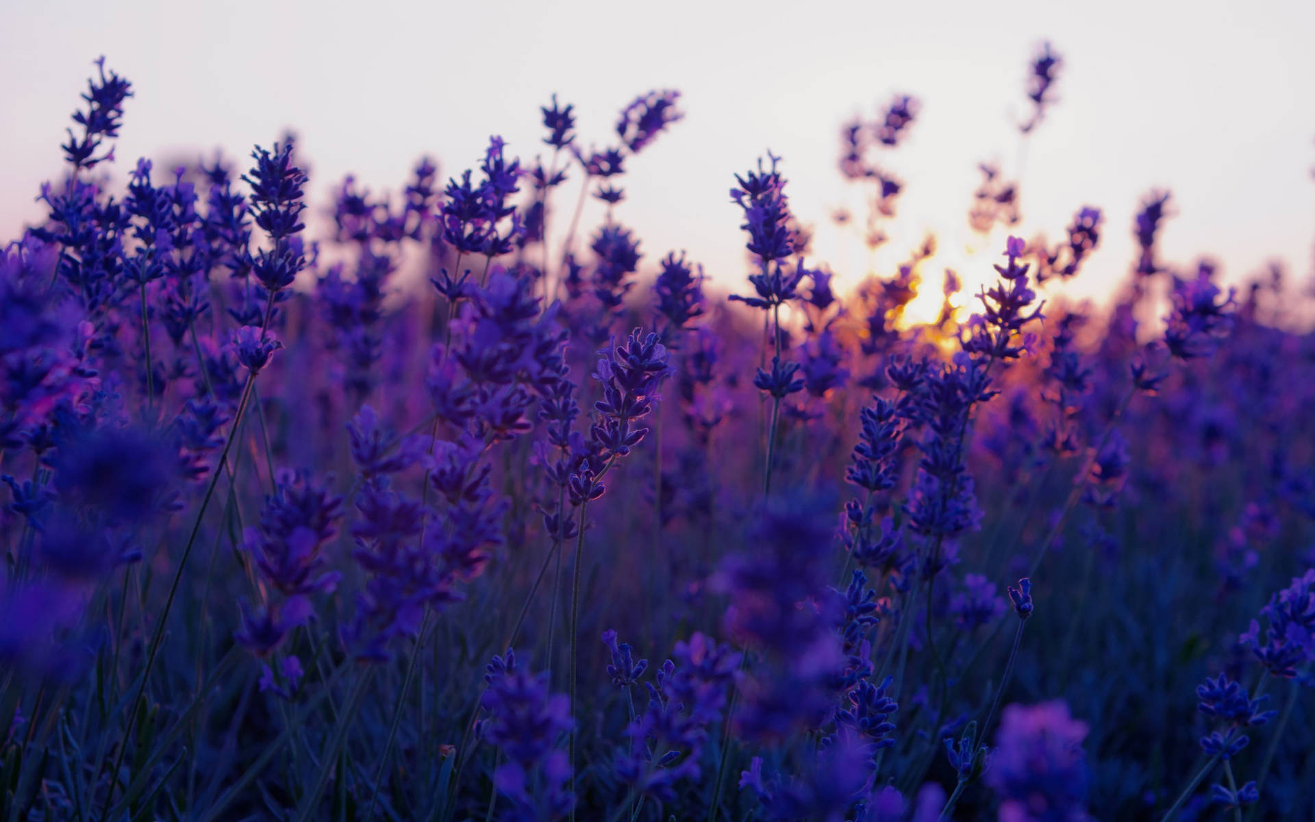 Lavender Flowers Wallpaper. Purple Aesthetic. Bio Eco Nature Minimal  Concept Stock Photo - Image of lilac, blue: 219247360