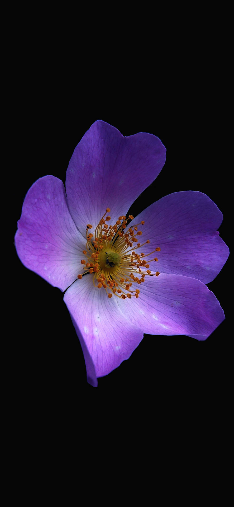 Zoomed Aesthetic Purple Flower Wallpaper