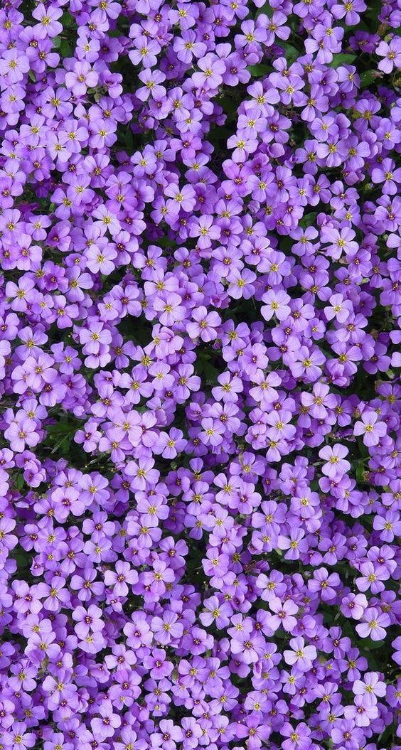 Small Aesthetic Purple Flower Wallpaper