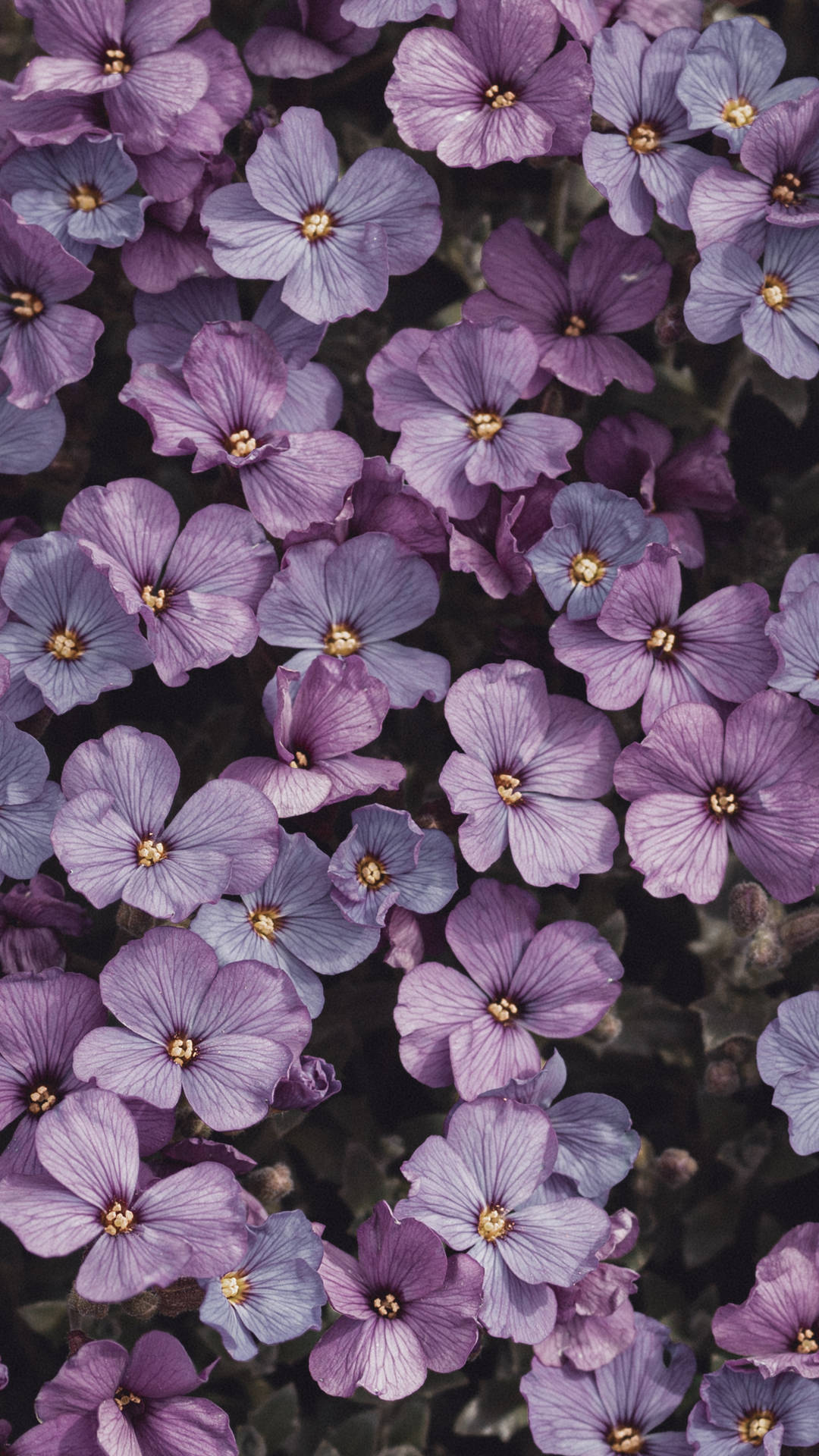 A beautiful aesthetic purple flower blooming in a sunlit garden. Wallpaper