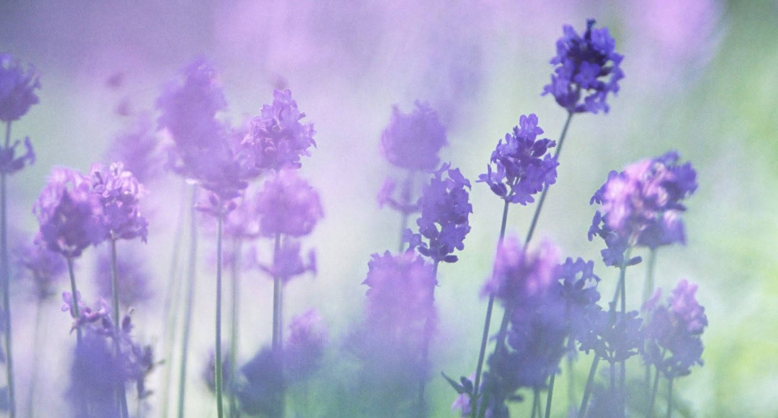Hazy Aesthetic Purple Flower Wallpaper