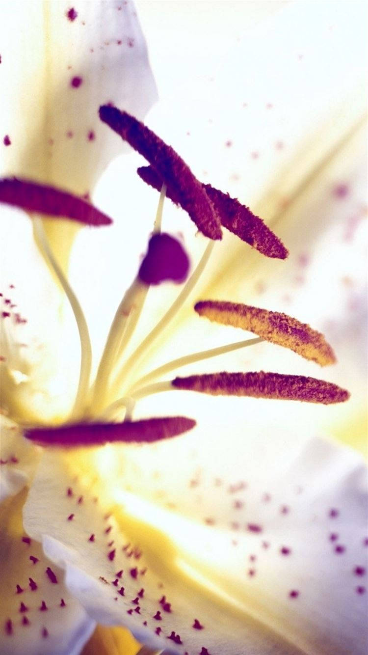 Et æstetisk lilla blomst, der skinner i solskinnet Wallpaper