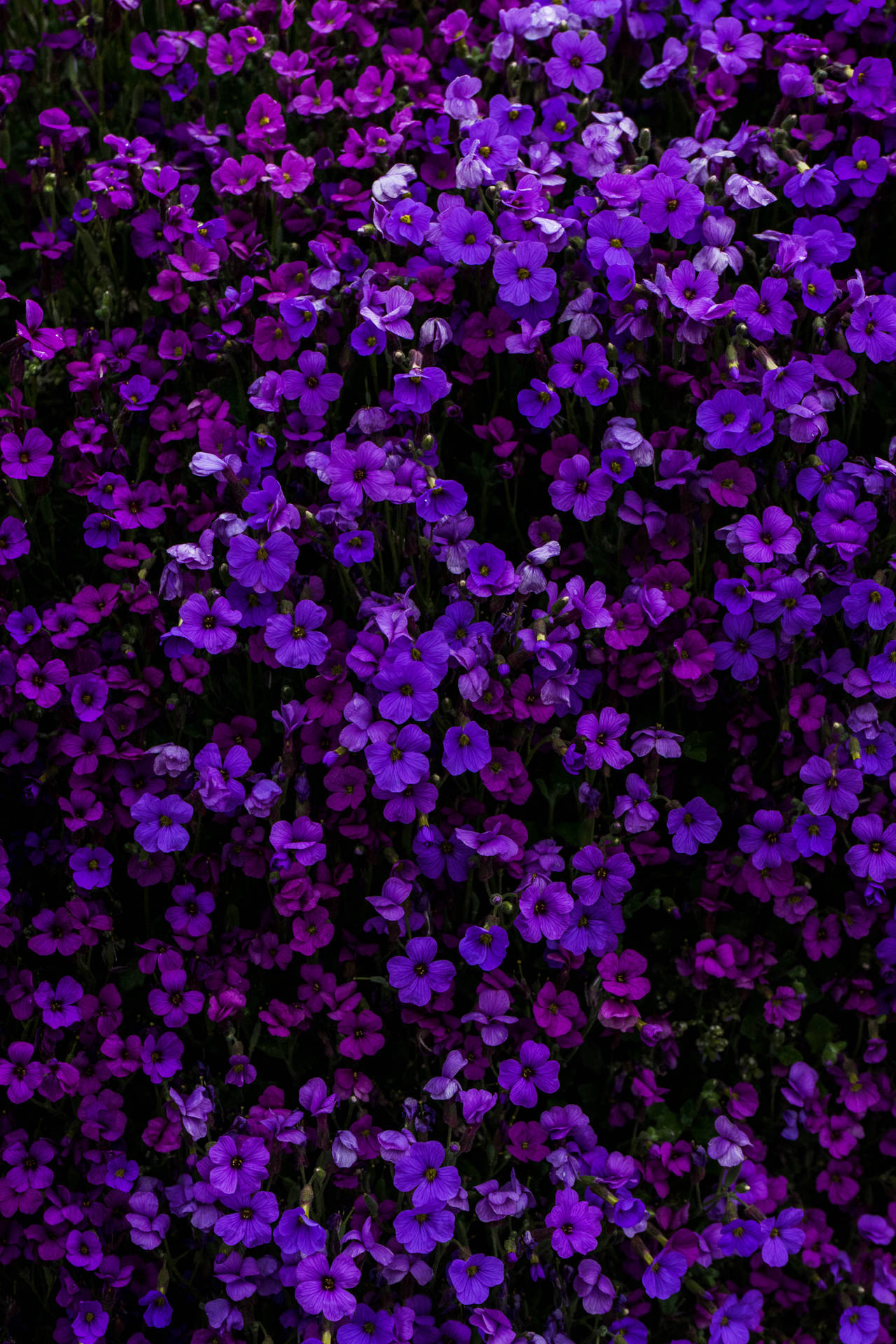 Experience the beauty of this aesthetic purple flower. Wallpaper