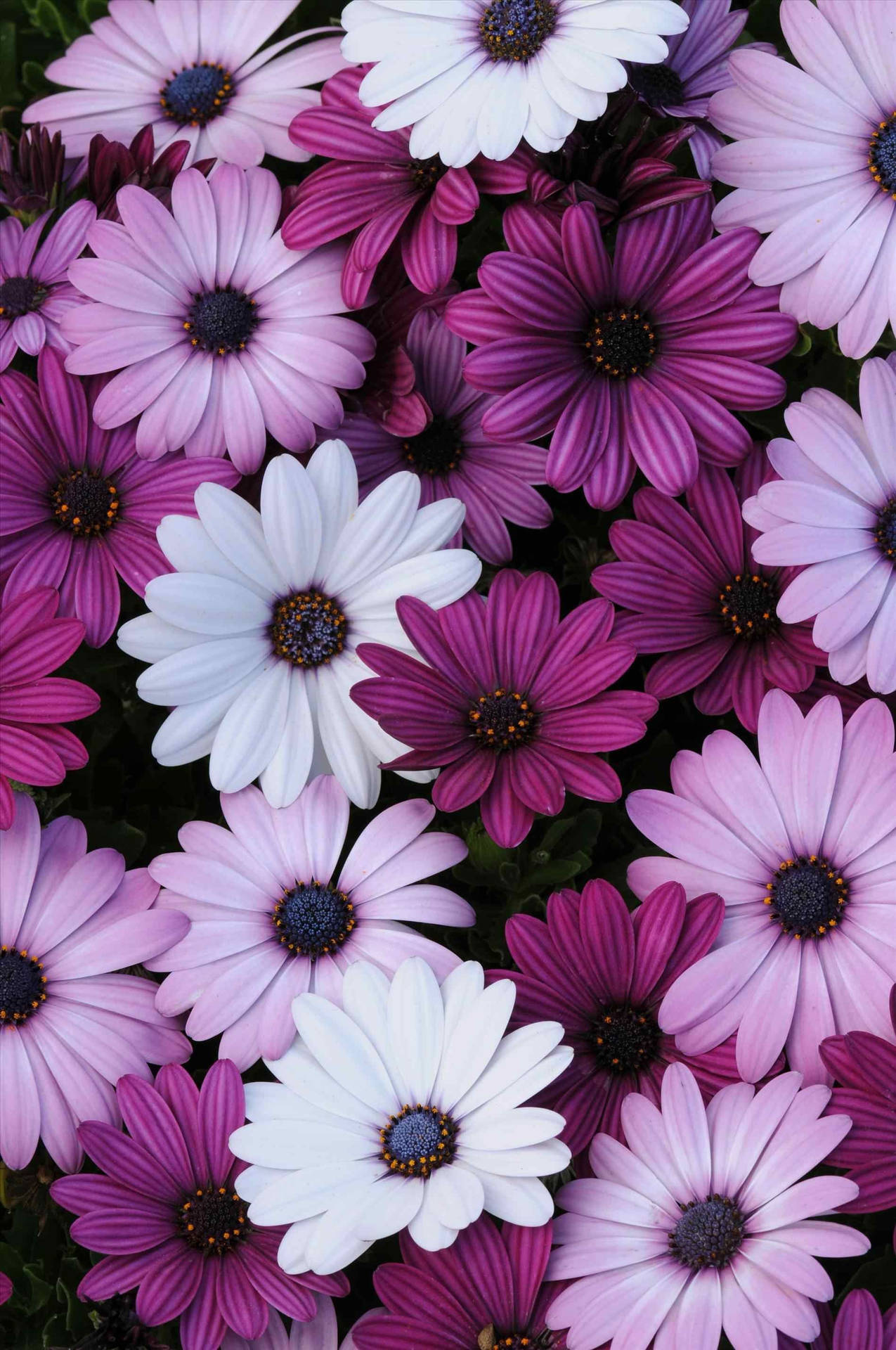 A mesmerizing purple flower stands out boldly against a grey sky. Wallpaper