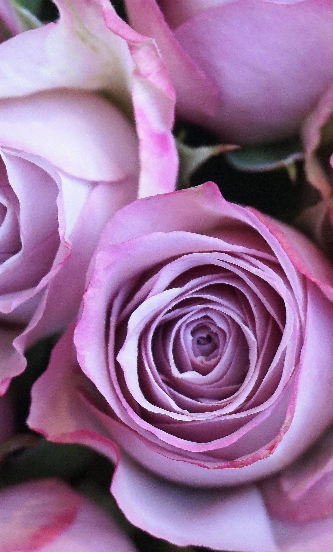 A Close Up Of A Bunch Of Purple Roses Wallpaper