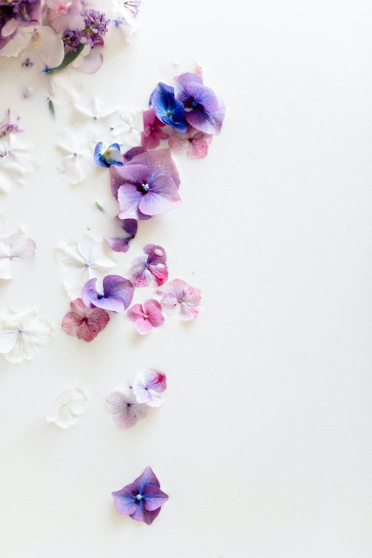Aesthetic Purple Flower Petals Wallpaper