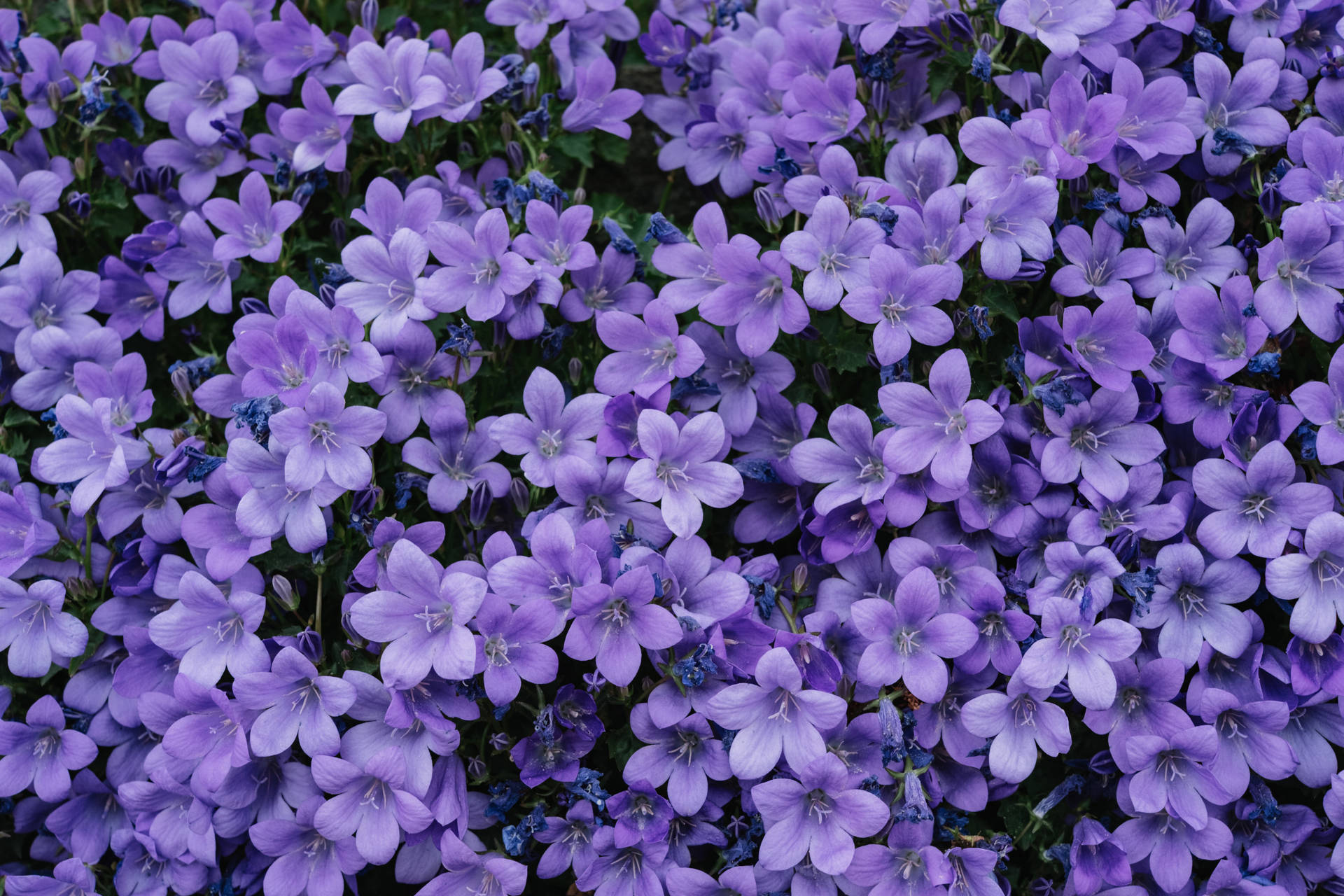 Image  Aesthetic Purple Flower Against White Background Wallpaper