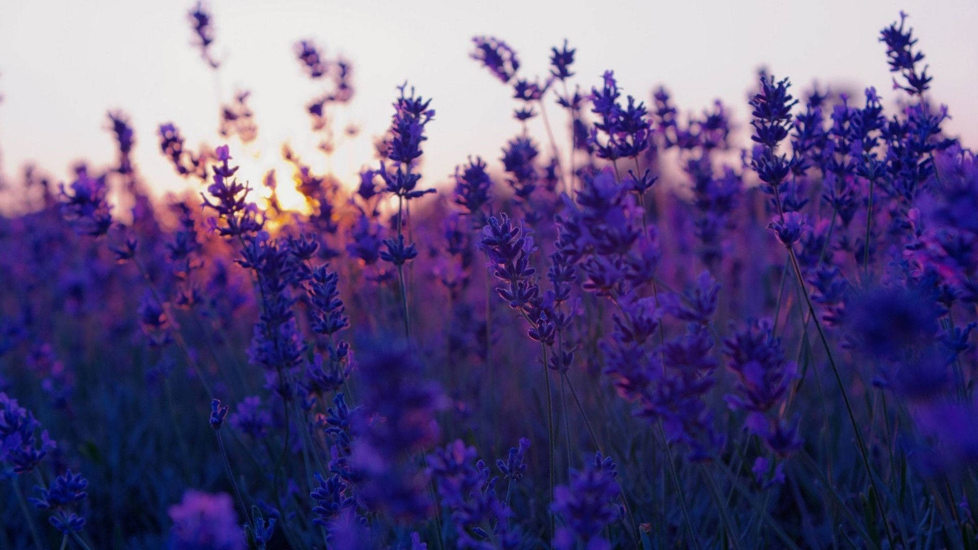Aesthetic Purple Flower And Sunset Wallpaper