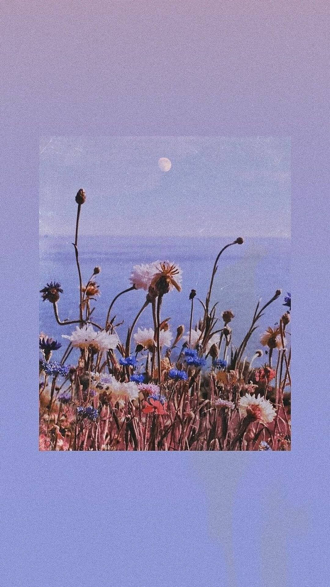 Einfoto Von Blumen Und Dem Mond. Wallpaper