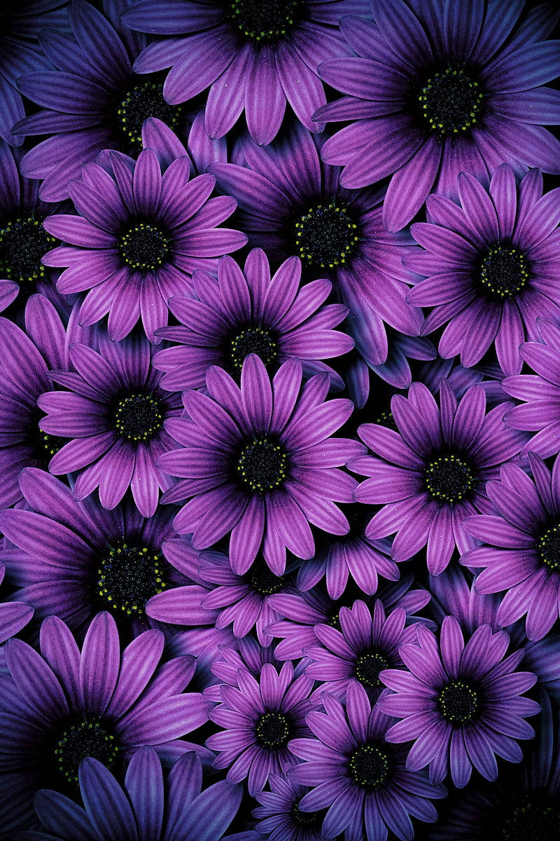 Purple Daisies As Aesthetic Purple Flower Wallpaper