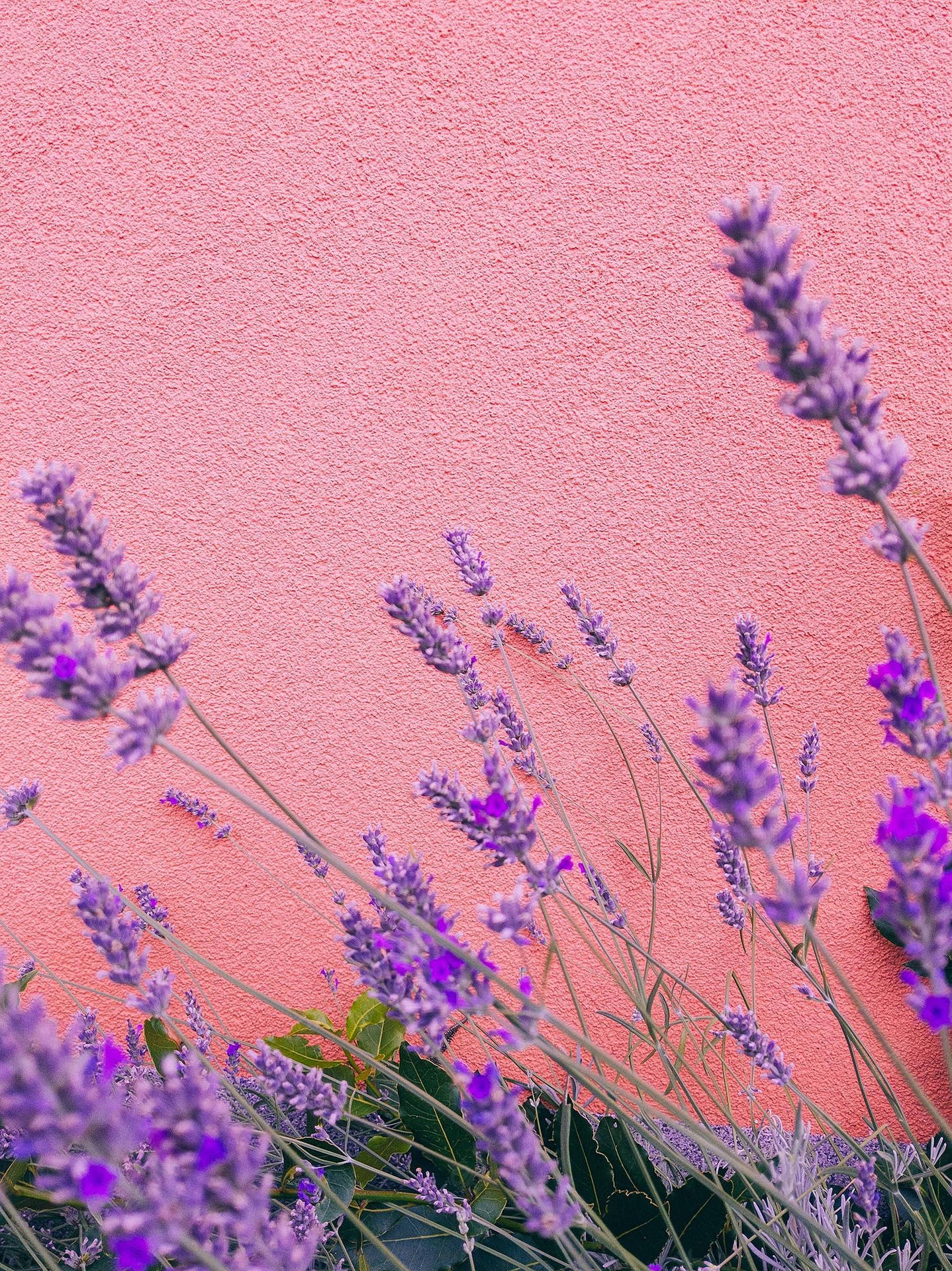 Lavendelblommormot En Rosa Vägg Wallpaper