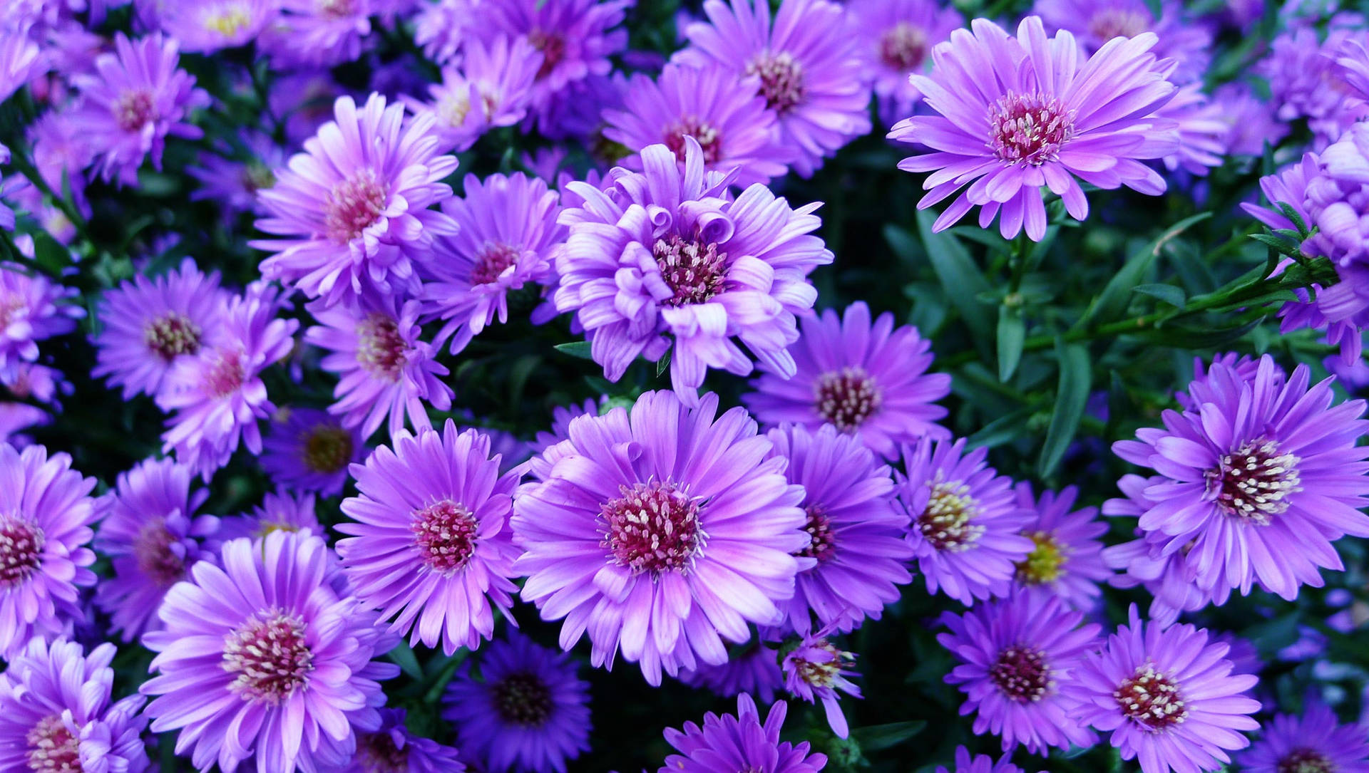 "Beautiful Aesthetic Purple Flower Stretching Its Petals” Wallpaper