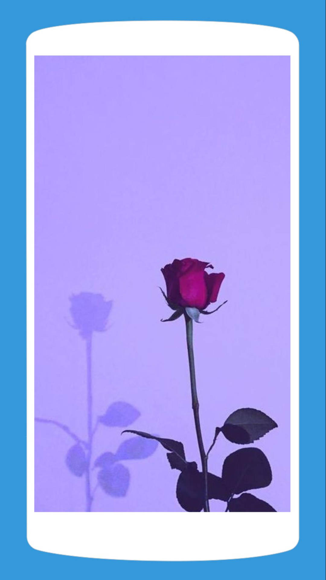 A Rose Is Shown In Front Of A Purple Background Wallpaper