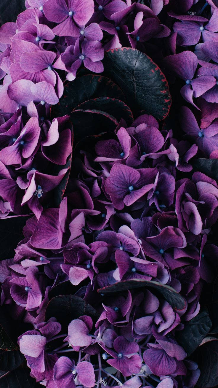 Dark Aesthetic Purple Flower Wallpaper