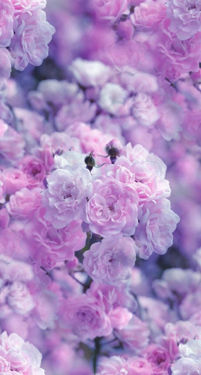 Aesthetic Purple Flower in full bloom Wallpaper