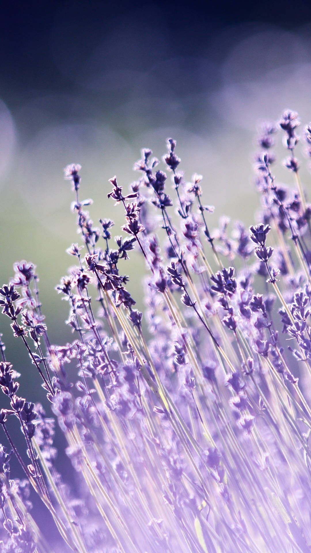 Free download Lavender iPad Air Wallpaper Download iPhone Wallpapers iPad  1024x1024 for your Desktop Mobile  Tablet  Explore 47 Lavender  Wallpaper Download  Lavender Color Wallpaper Lavender Wallpaper Lavender  Background