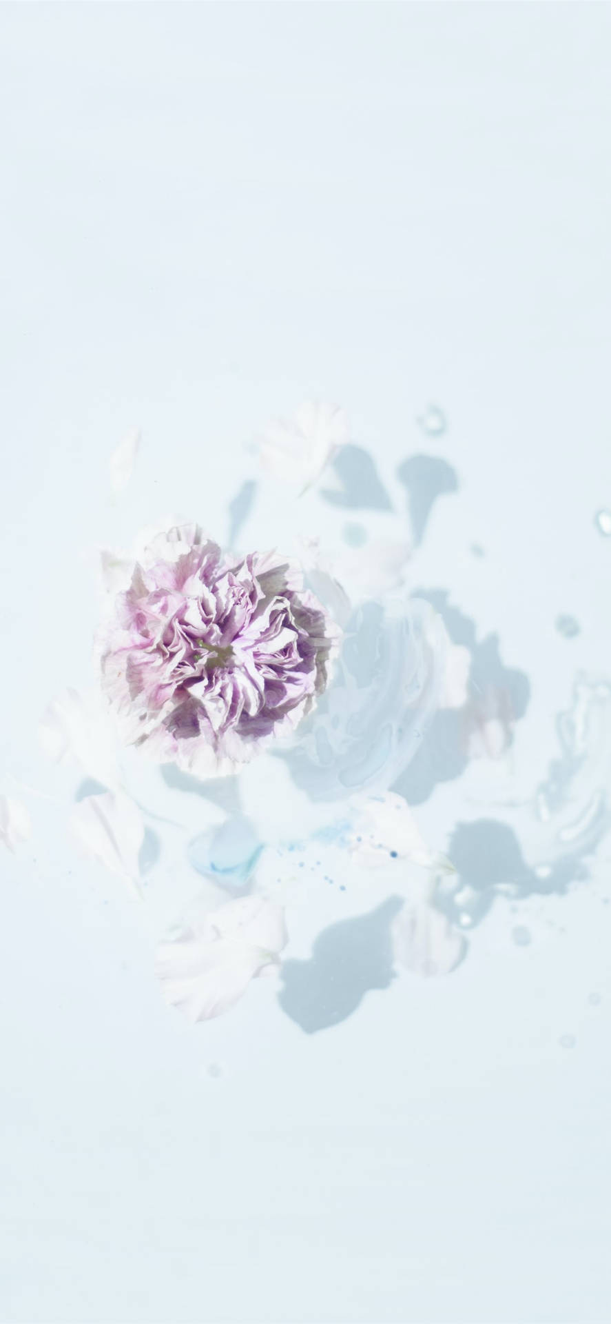 Einewunderschön Ästhetische Lila Blume, Die Im Garten Blüht. Wallpaper